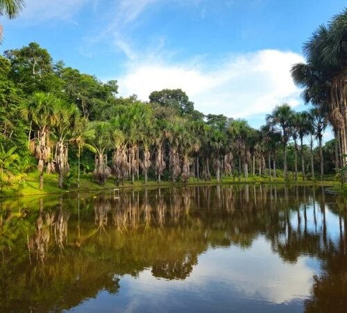 Manu, Peru: the definitive guide to exploring the Amazon and living a unique experience